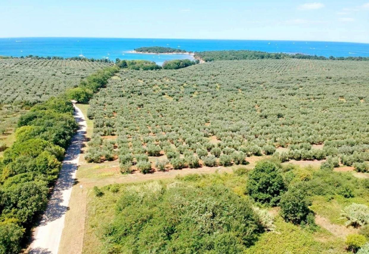 Apartments Vojvoda Poreč Eksteriør billede
